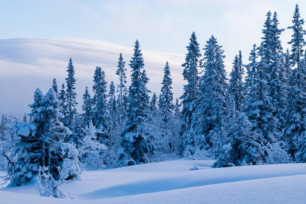 曇り空の下 雪に覆われたモミの木の魅惑的な景色 — ストック写真
