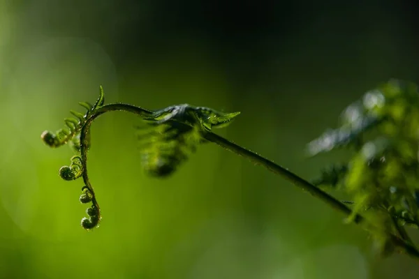 꼬챙이 양치식물의 클로즈업 — 스톡 사진