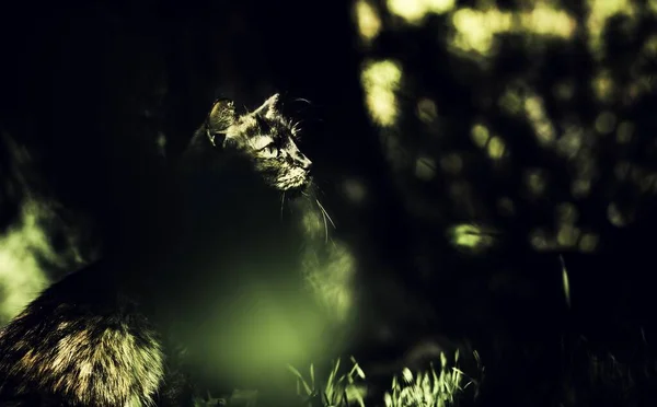 Primer Plano Gato Negro Mirando Lado Bosque — Foto de Stock