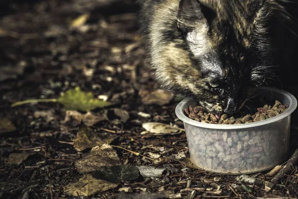 Gatto Che Mangia Cibo Contenitore Plastica Posto Terra — Foto Stock