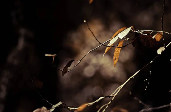 阳光灿烂的一天 在树上浅浅的一片美丽的秋天树叶 — 图库照片