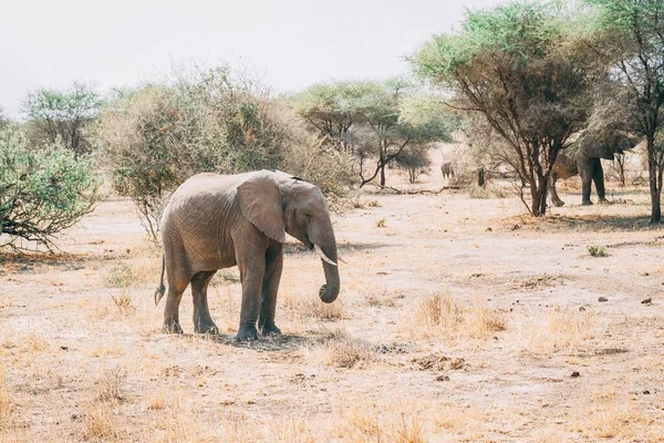 Ein Süßer Afrikanischer Elefant Tagsüber Tansania — Stockfoto
