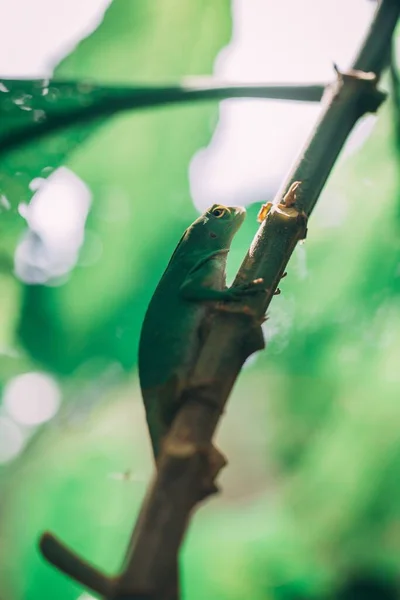 Zbliżenie Strzał Zielonej Jaszczurki Bambusowej Trawie — Zdjęcie stockowe
