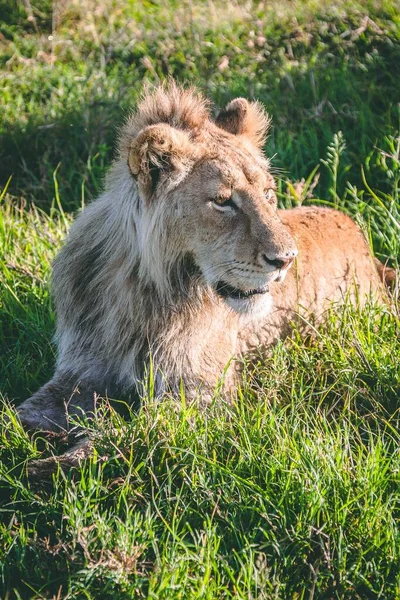 Disparo Vertical Hermoso León Sentado Hierba — Foto de Stock