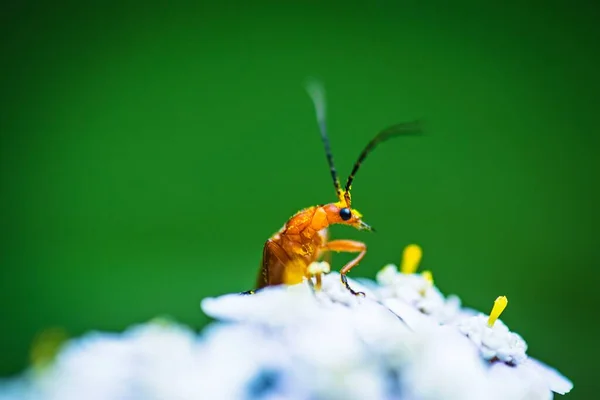 Foco Suave Escarabajo Naranja Con Largas Antenas Sobre Flores Blancas —  Fotos de Stock