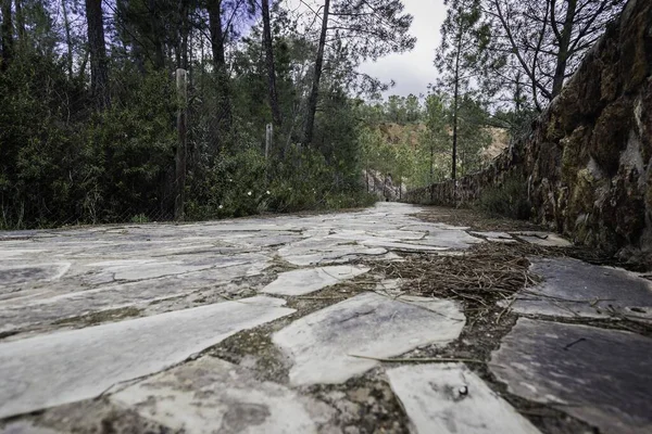 Ein Fußweg Durch Den Park Umgeben Von Bäumen — Stockfoto