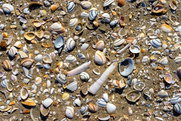 Prázdné Mušle Pláži Pobřeží Severního Moře Nizozemska — Stock fotografie