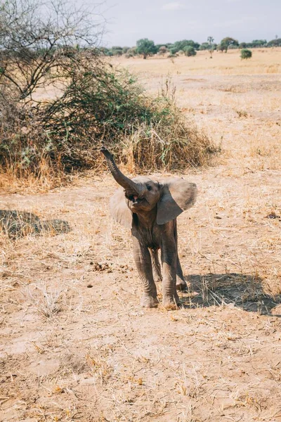 Eine Vertikale Aufnahme Eines Elefantenbabys Das Mit Dem Rüssel Der — Stockfoto