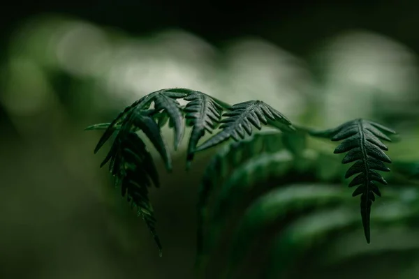 Primo Piano Una Felce Verde Nella Foresta — Foto Stock