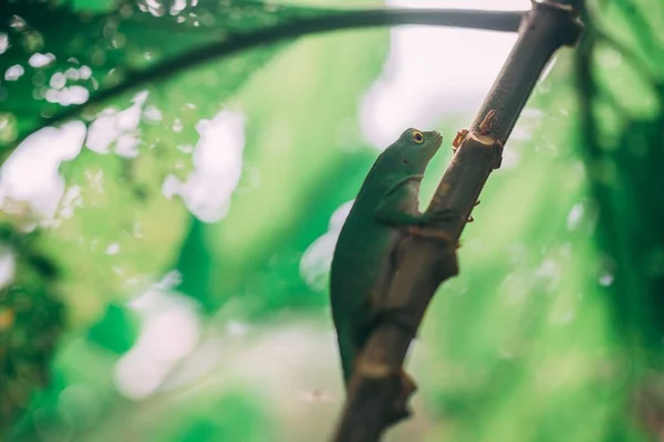 Zbliżenie Ujęcia Zielonej Jaszczurki Lesie Deszczowym — Zdjęcie stockowe