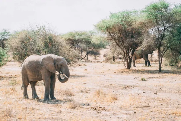 대낮에 사바나 초원의 아름다운 코끼리 — 스톡 사진