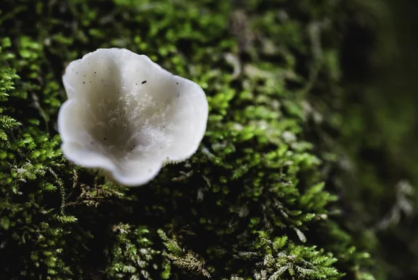 Een Hoge Hoek Close Van Een Paddestoel Groeit Het Bos — Stockfoto