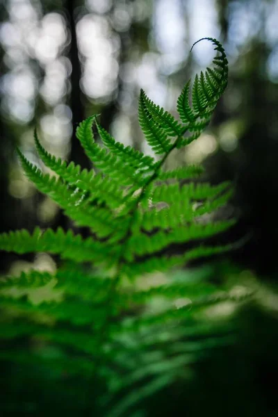 Крупним Планом Вертикальний Знімок Зеленого Папороті Лісі — стокове фото