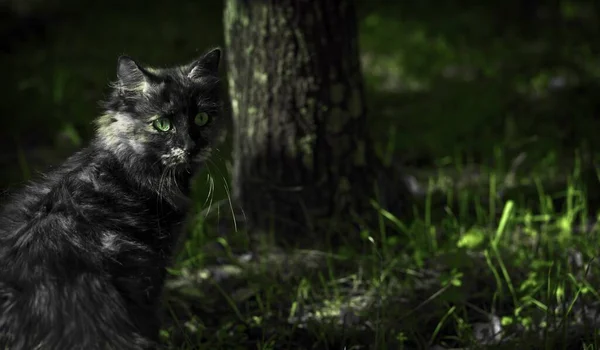 一只黑猫的特写镜头 它的背景是绿眼睛 绿油油的 — 图库照片