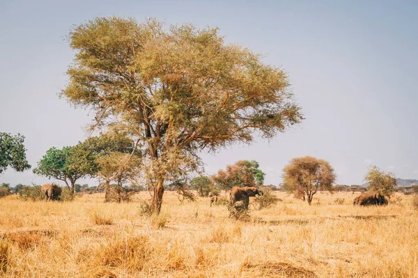 Vacker Bild Elefanter Som Leker Ett Savannfält Dagsljus — Stockfoto