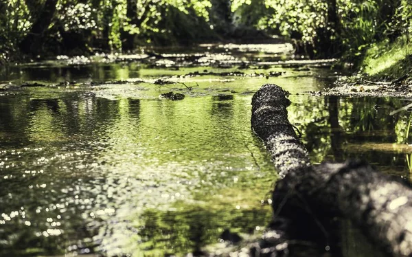 Eine Aufnahme Eines Fließenden Wasserbaches Mit Wäldern Die Von Einem — Stockfoto