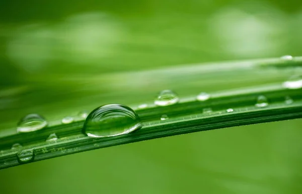 Makro Ujęcie Kropel Wody Powierzchni Zielonego Liścia — Zdjęcie stockowe