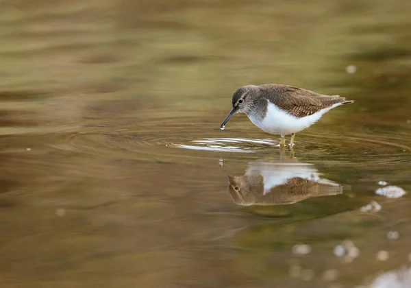 Wintering Sandpiper Comum Actitis Hypoleuca Forrageamento Águas Rasas Reserva Natural — Fotografia de Stock