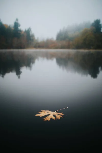 Une Belle Image Verticale Une Feuille Automne Jaune Sur Eau — Photo