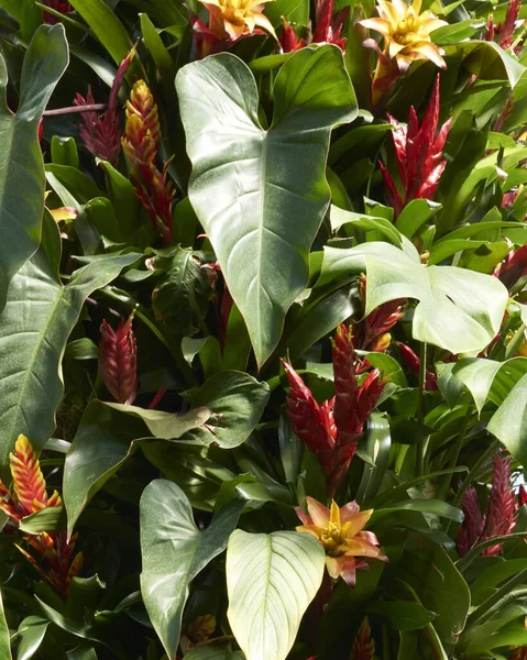 Piante Verdi Lussureggianti Fiori Colorati Tutto Mondo — Foto Stock