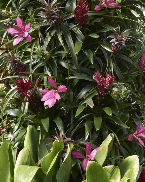 Πλούσια Πράσινα Φυτά Και Πολύχρωμα Λουλούδια Από Όλο Τον Κόσμο — Φωτογραφία Αρχείου