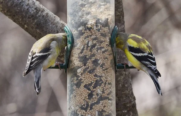 Two birds at a bird feeder