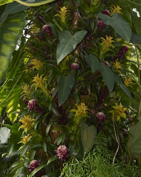 Lush Green Plants Dan Colourful Flowers Dari Seluruh Dunia — Stok Foto