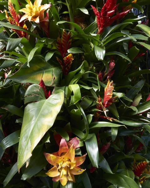 Plantas Verdes Exuberantes Flores Coloridas Todo Mundo — Fotografia de Stock