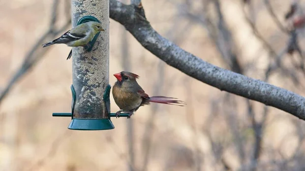 Two birds at a bird feeder