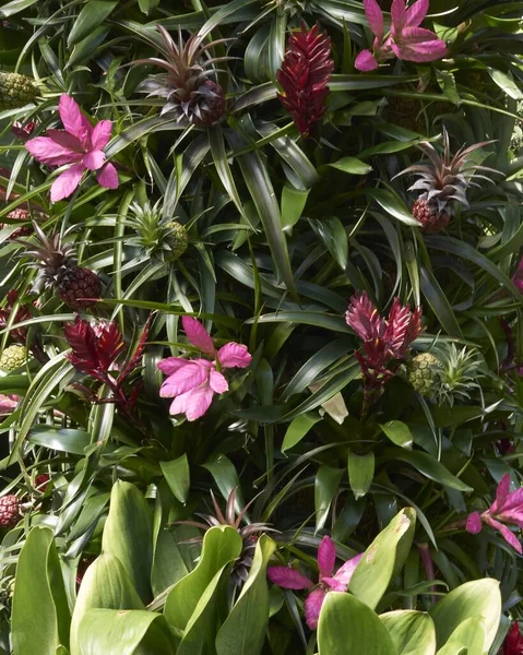 Plantas Verdes Flores Colores Todo Mundo — Foto de Stock