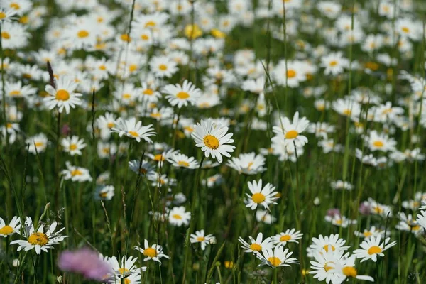 Field Full Flowers Nothing More Say — Stock Photo, Image