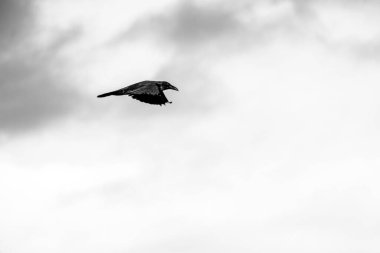A crow in flight with sky and clouds in the background. Black and white. clipart