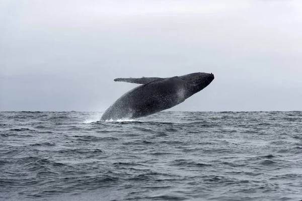 Άγρια Γαλάζια Φάλαινα Πηδάει Από Θάλασσα — Φωτογραφία Αρχείου