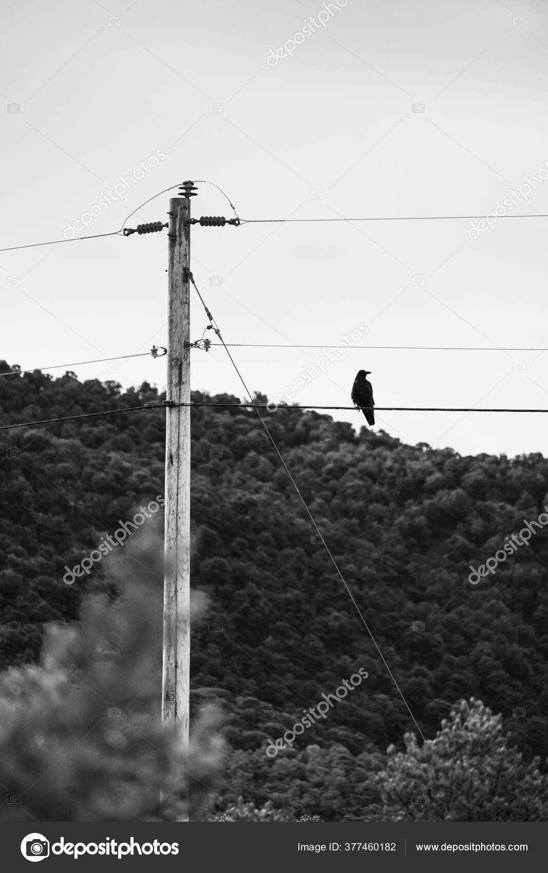 Corbeau Solitaire Corbeau Est Assis Sommet D'un Poteau D'alimentation  Téléphonique — Photo de stock par ©Wirestock - 377460182, image size:1067x1700