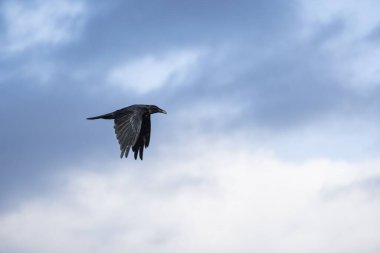 A crow in flight with sky and clouds in the background. clipart