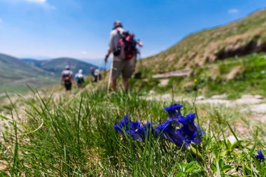 A soft focus of blue gentian flowers with grass and a group of hikers in the background clipart