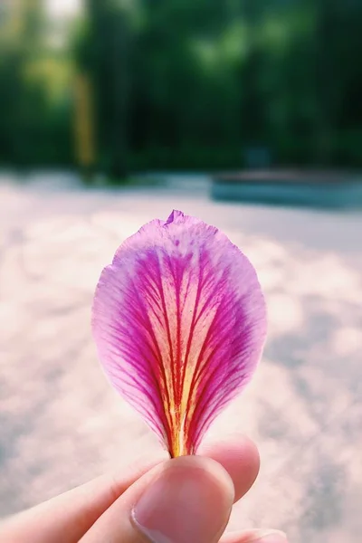 Sebuah Tembakan Closeup Dari Kelopak Bunga Lili Tunggal Tangan Seorang — Stok Foto
