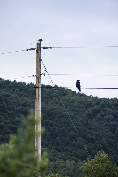 A solo crow or raven sits perched atop a telephone power pole with the sky and clouds in the background.