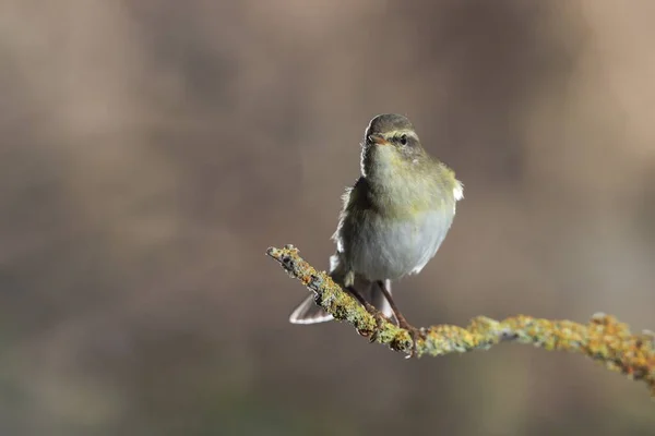 Figyelmeztetés Látszó Tavaszi Migráns Felnőtt Willow Warbler Phylloscopus Trochilus Megáll — Stock Fotó
