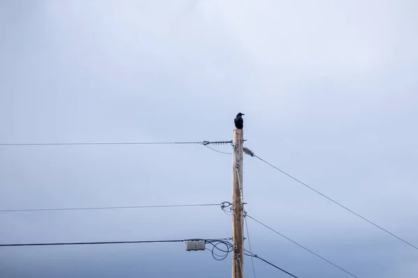 A solo crow or raven sits perched atop a telephone power pole with the sky and clouds in the background.