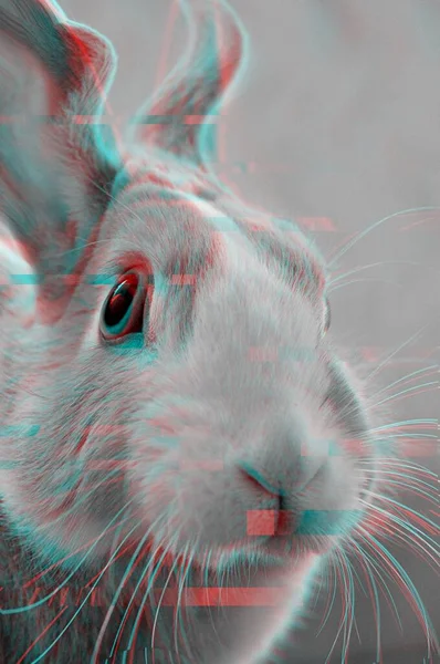 Красивый Снимок Симпатичного Кролика Эффектом — стоковое фото