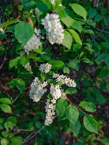 Gently Lit Flowers Bird Cherry — Stock Photo, Image