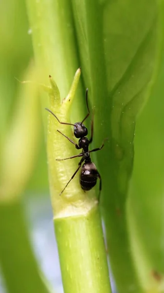 Close Black Ant Plant Image Taken Garden Macro Lens Dslr — Stock Photo, Image