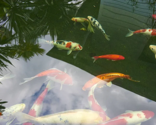 Ikan Emas Dalam Tangki Air Halaman Belakang Rumah Thai — Stok Foto