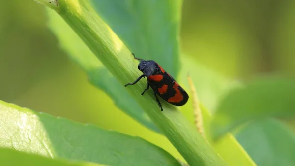 Cercopis Vulnérata Également Connu Sous Nom Grenouille Noire Rouge — Photo