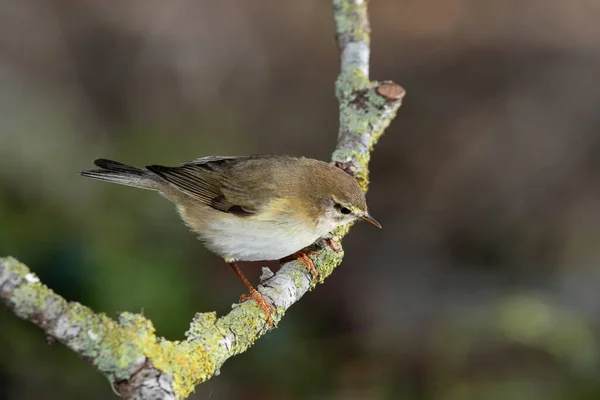 Pensive Looking Adult Spring Migrant Willow Warbler Phylloscopus Trochilus Field — Stock fotografie