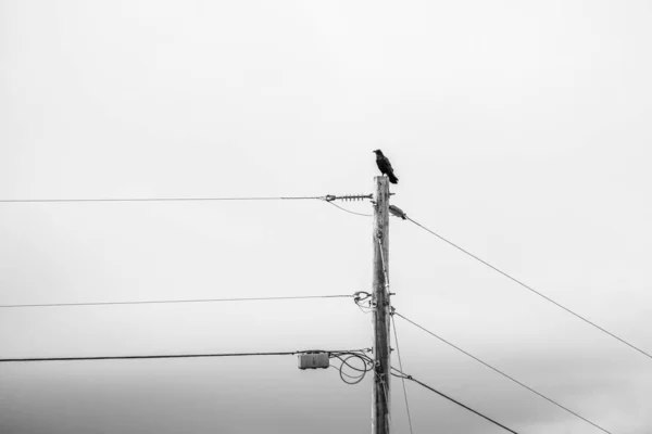 A solo crow or raven sits perched atop a telephone power pole with the sky and clouds in the background.