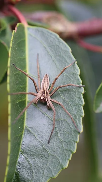 Netzspinne Männchen Oder Wissenschaftlicher Name Pisaura Mirabilis Auf Blatt Des — Stockfoto