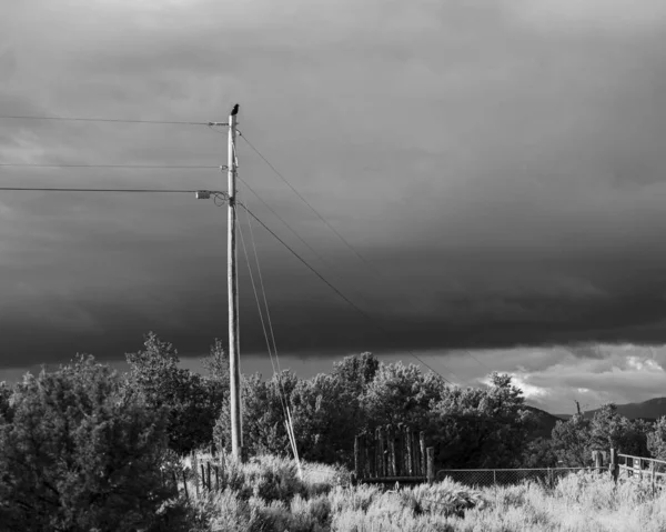 A solo crow or raven sits perched atop a telephone power pole with the sky and clouds in the background.