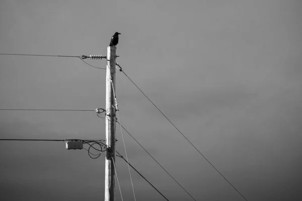 A solo crow or raven sits perched atop a telephone power pole with the sky and clouds in the background.